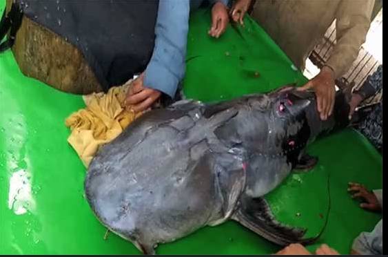 Citizen catches giant fish in Narowal