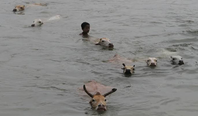 Punjab govt sets compensation limit for animal loss in flood at Rs1 million