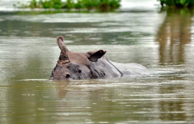 Wildlife flee as floods swamp Indian parks