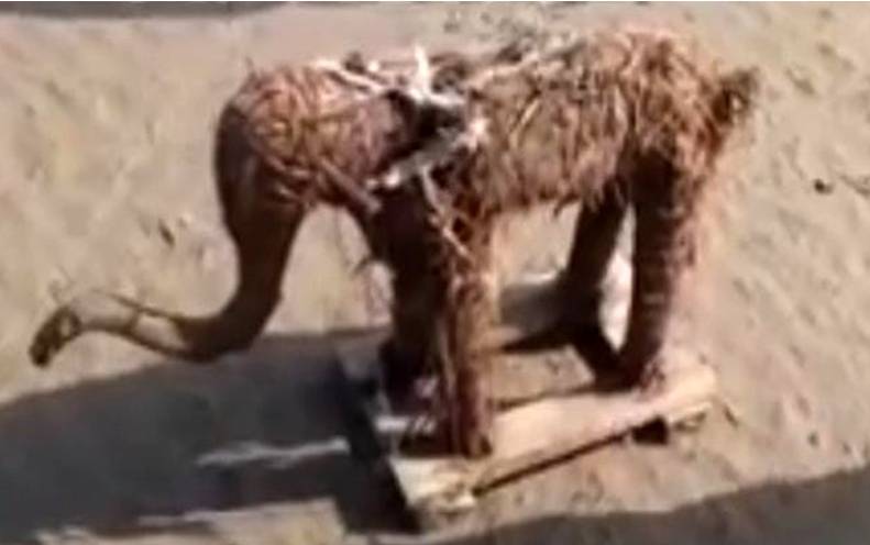 Indian elephant statue found in Narowal’s nullah