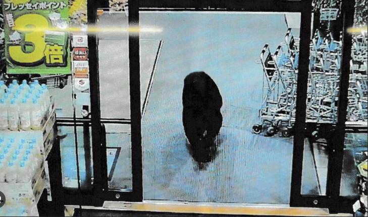Bear injures two in Japan supermarket, man killed in separate attack