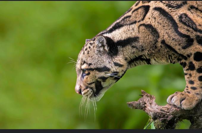 Top nature group to unveil new 'red list' of threatened species