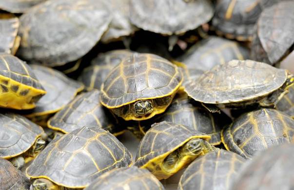 Pakistan unveils plan to protect sea turtles
