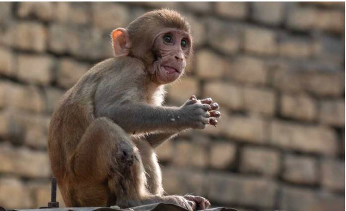 Indian monkey scares residents in Narowal