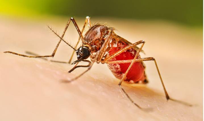 26 new dengue cases reported in Islamabad