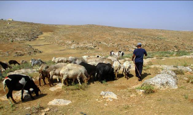 Israeli settlements close in on West Bank herding community