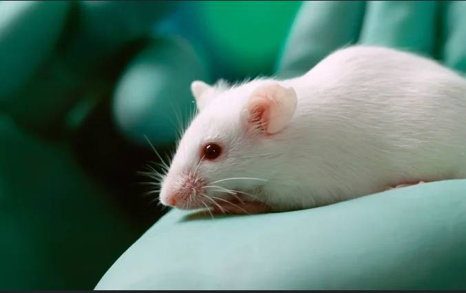 Covid virus changes sperm in mice, may raise anxiety in offspring: study
