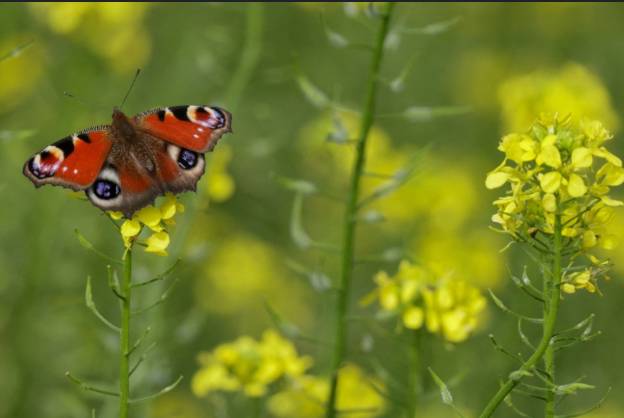 Survival of Europe's bees and butterflies at risk: IUCN