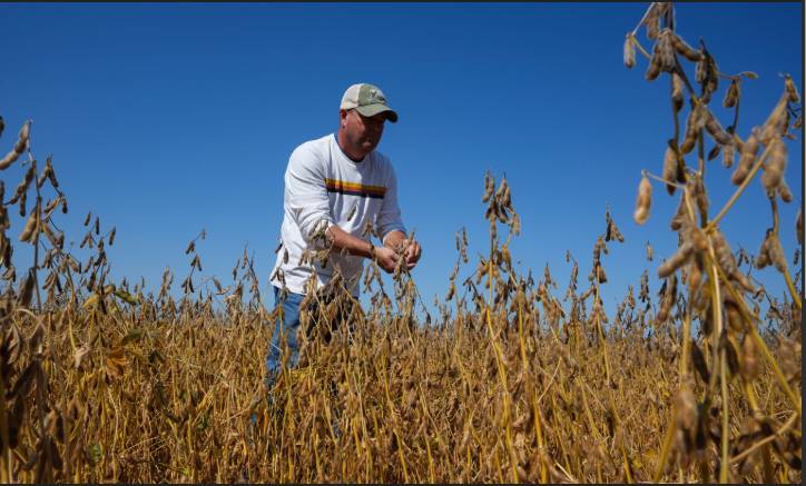 US soybean farmers battered by trade row with China