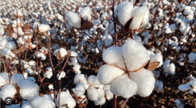 Cotton price declines by Rs500 per maund in Pakistan