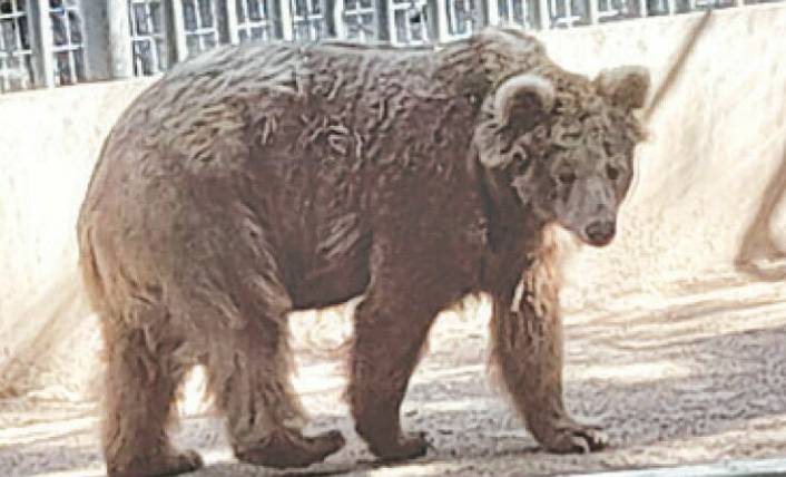 SHC orders shifting of Rano to Islamabad from Karachi Zoo 