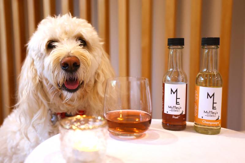 New Zealand company sells non-alcoholic wine for pets