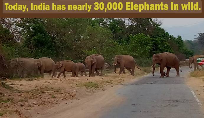 Jumbo drop in estimates of India elephant population