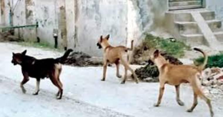 IHC seeks replies from CDA, municipal corporation in stray dogs culling case