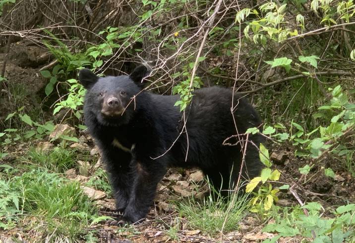 Fatal bear attacks hit new record in Japan