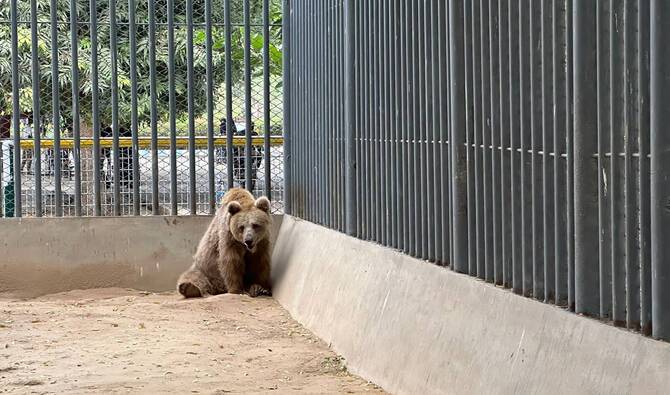 Brown bear 'Rano' to be relocated from Karachi Zoo to Islamabad sanctuary