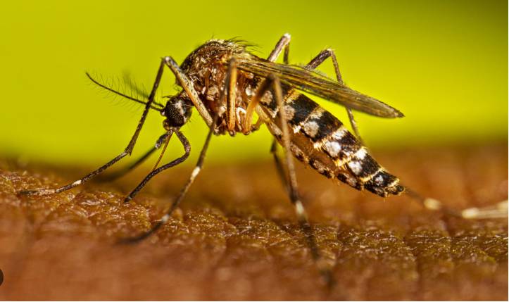 23 new dengue cases reported in Pindi