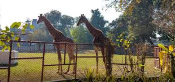 Giraffes pair arrives Lahore Safari Park from South Africa