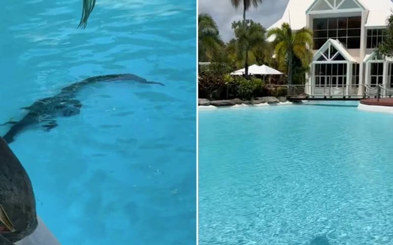 Crocodile lurks in Australian luxury hotel pool