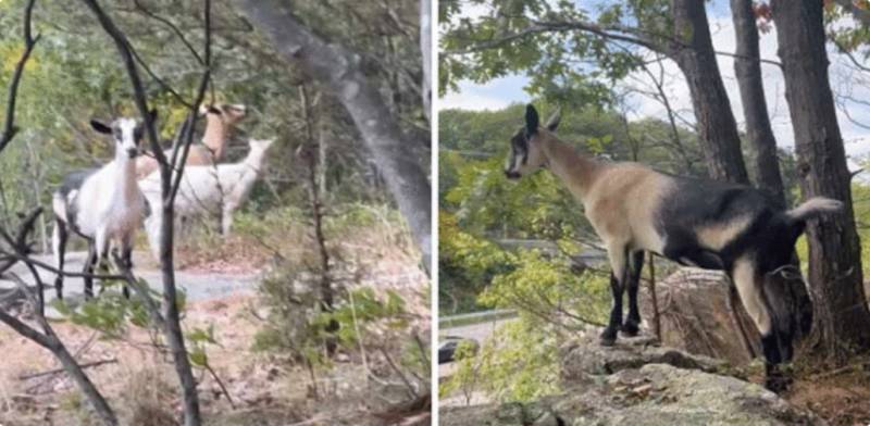 Three escaped goats become social media celebrities in the US
