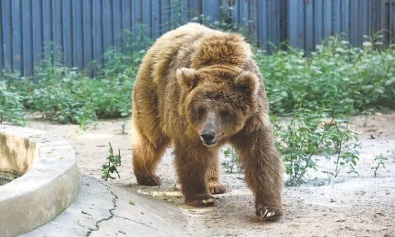 Karachi Zoo’s bear ‘Rano’ to be transferred to Islamabad rehabilitation centre