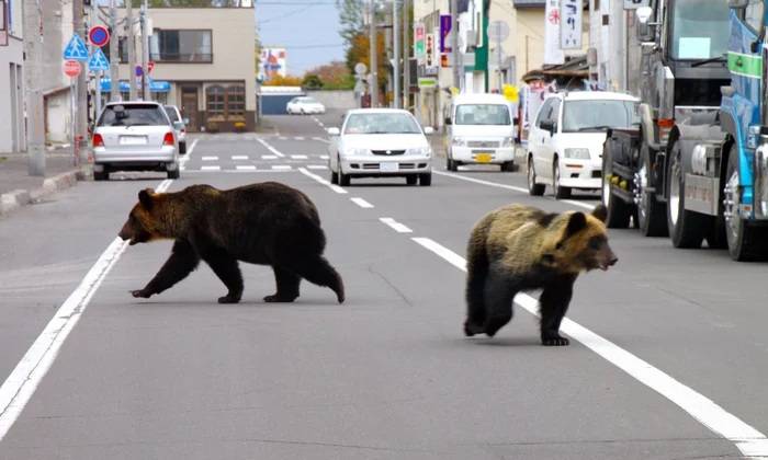Japan vows tougher measures after record bear attack deaths