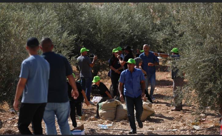 Israel deports 32 foreign activists who helped Palestinian olive harvest