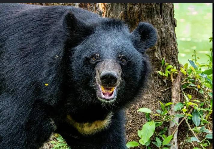 Bear kills another person in Japan in record year for fatal attacks