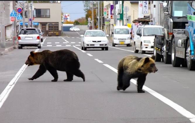 Japanese film about man-eating bear delayed after deadly attacks