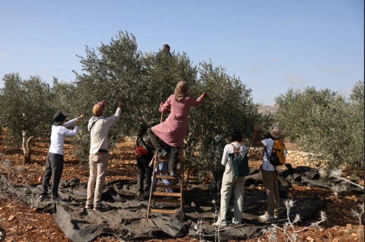 Violence by Jew settlers disrupts West Bank olive harvest