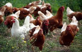 Mass cull ordered near Berlin as Germany battles bird flu