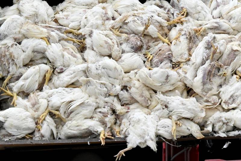 Half a million birds culled in German bird flu outbreak