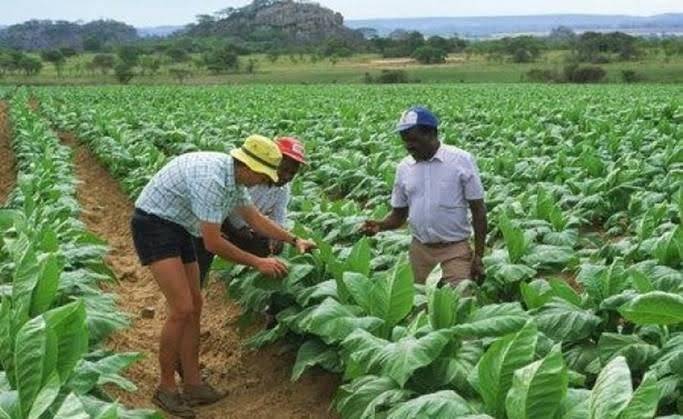 German farming business faces land-grab allegations in Zambia