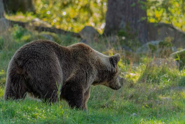 Japan governor asks for military help against 'dire' bear attacks