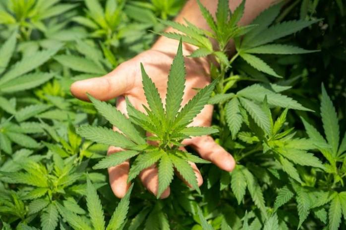 Colombia authorizes sale of legal medicinal marijuana