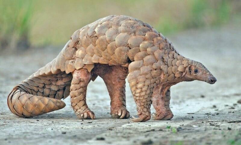 Three arrested in Rawalpindi for illegal sale of rare Indian Pangolin