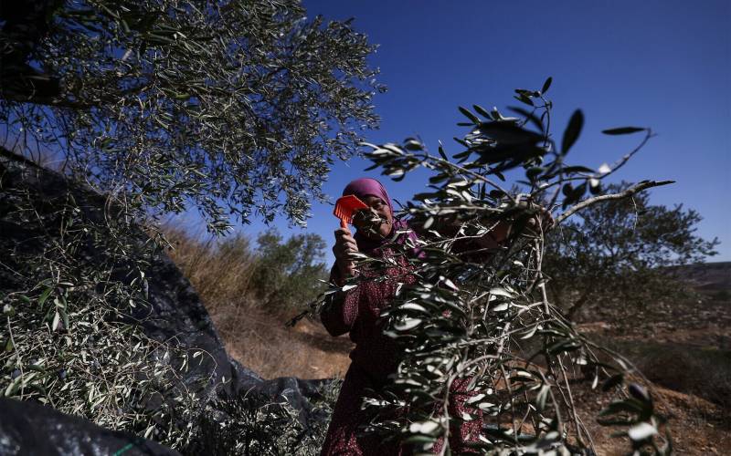 Israel to deport two US Jewish women who volunteered at West Bank olive harvest