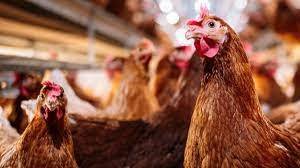 UK govt orders poultry restrictions as avian flu spreads