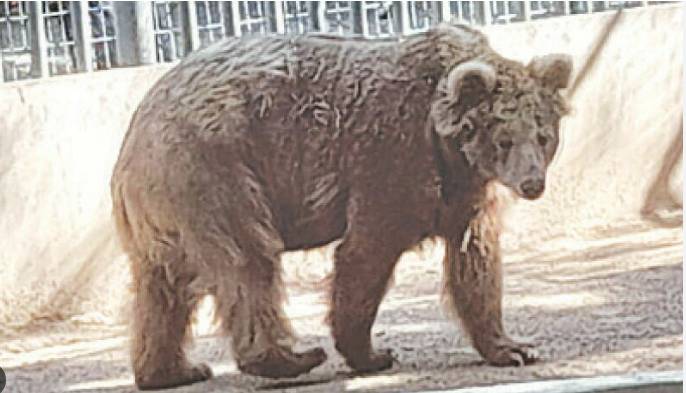 Rano the Bear moved to Islamabad Wildlife Rehabilitation Centre