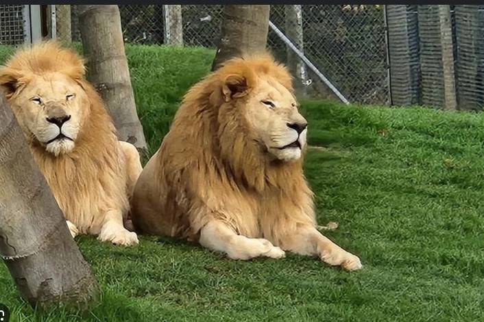 Troubled New Zealand wildlife park to euthanise seven lions