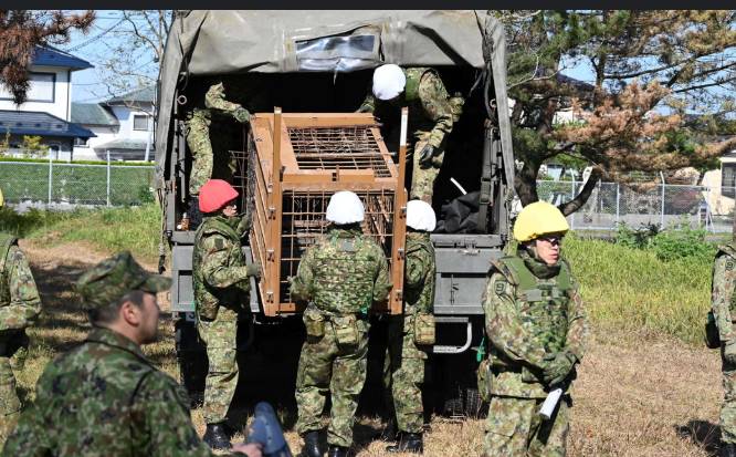 Japan deploys troops after wave of deadly bear attacks
