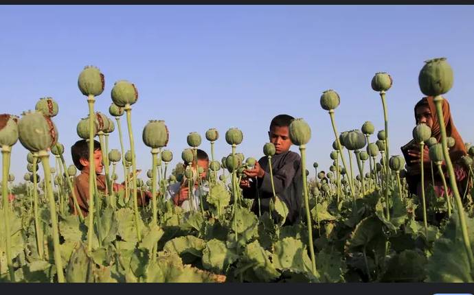 Afghanistan opium cultivation falls 20 percent in 2025: UN report