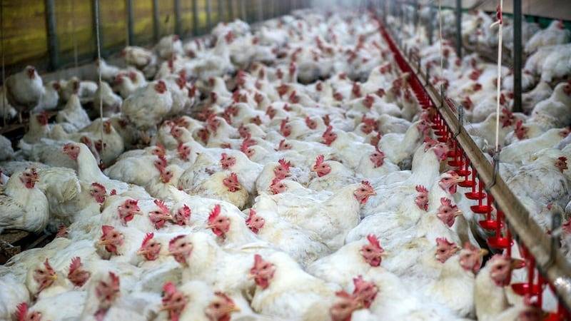 Spain orders poultry indoors as bird flu spreads