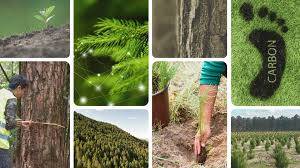World leaders launch fund to save forests, get first $5b