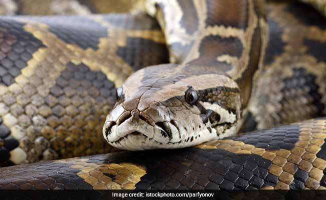 Tour guide survives after giant python drags him underwater in Indonesia