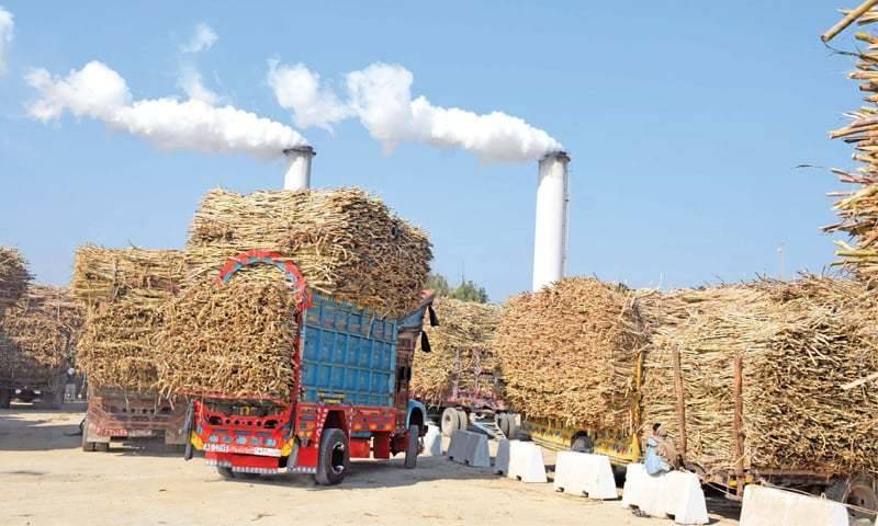 Punjab govt announces start of sugarcane crushing season from Nov 15