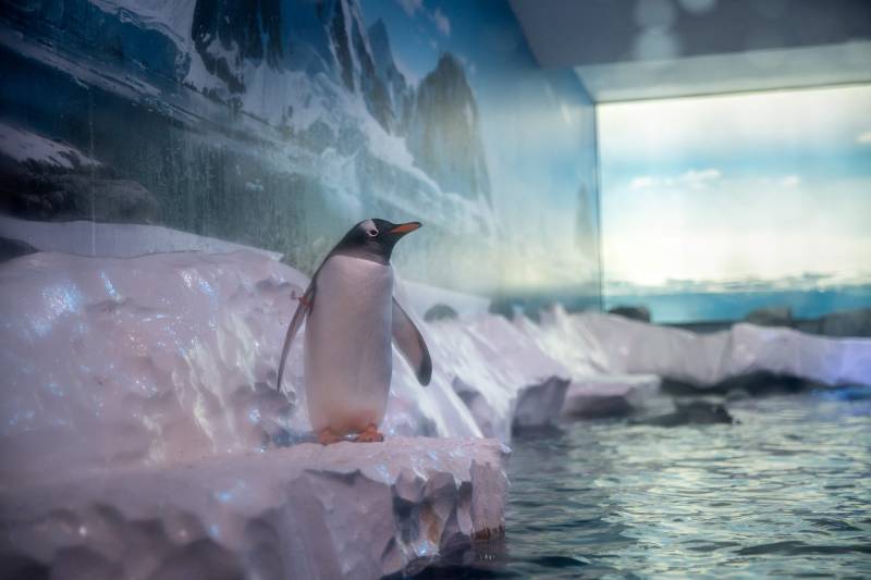 'It's un-British': lawmakers raise concerns about aquarium penguins