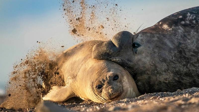 'Bleak' future for seals decimated by bird flu, scientists warn