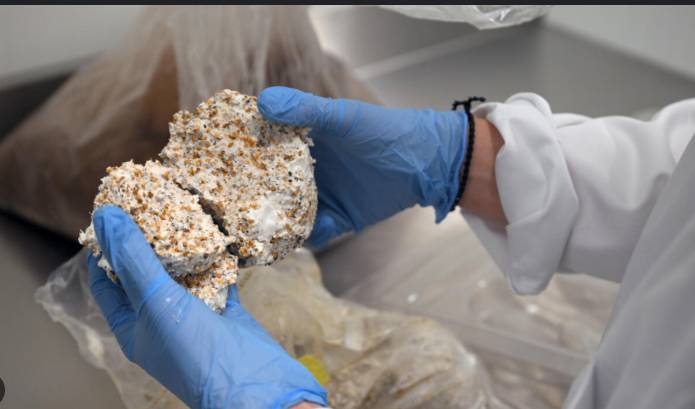Mushroom material takes on plastic packaging at Belgian start-up