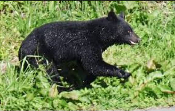 Japan police can use rifles against bears